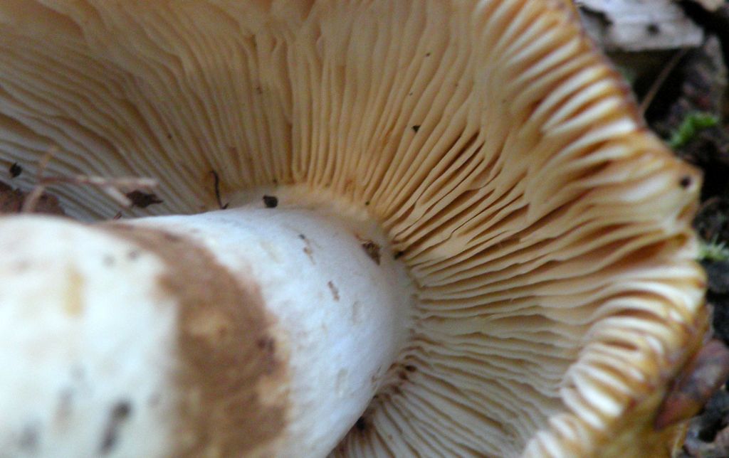 Forse Russula laurocerasi?